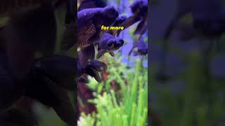 Did You Know This About Black Moor GoldFish viral Short [upl. by Sitoiganap284]