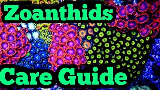 Zoanthids Care Guide  Nano reef tank  Fluval Evo 135 [upl. by Celine]