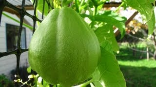 Growing Chayote Choko Vines  Flowers amp Fruit [upl. by Phia]