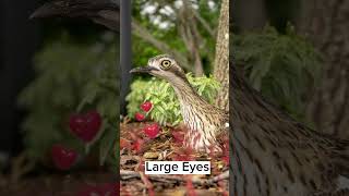 Australian Bush StoneCurlew [upl. by Pollyanna]