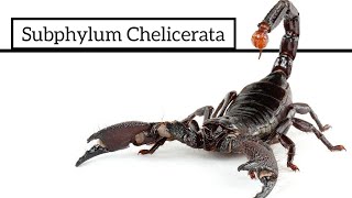 Subphylum Chelicerata [upl. by Maddy]