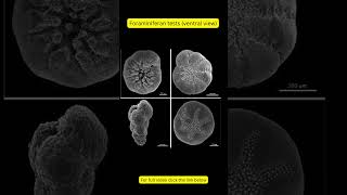 Foraminiferans biology science [upl. by Nnayllehs]