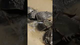 A living fossil the horseshoe crab 🌊 🦀 [upl. by Felice]