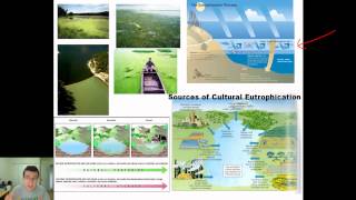 Population Dynamics Nutrient Limitation vs Excess Eutrophication amp Algae Bloom [upl. by Akcirederf]