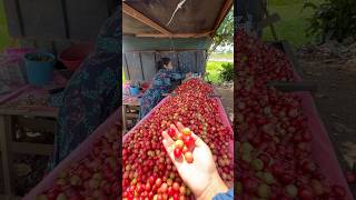 ✨Roadside of Sri Lanka 🇱🇰  Happy lady  srilankan fruit🌼✨ [upl. by Kirven796]