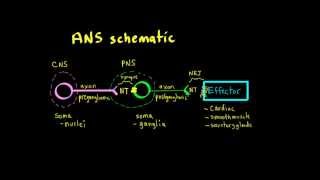 Schneid Guide to Autonomic Nervous System Anatomy Framework [upl. by Anwaf]