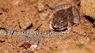 Faunamov  010  Leptodactylus fuscus [upl. by Eelyah426]