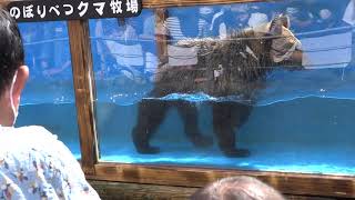 登別クマ牧場に天使が✨🧸✨ [upl. by David]