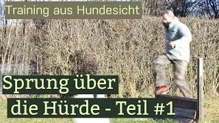 Hundetraining  Sprung über die Hürde [upl. by Omle]