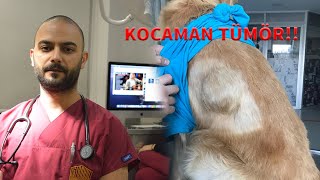 Tümor Ameliyatı  Dikiş Badem Golden retriever Huge Tumor Removal [upl. by Charyl]