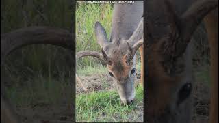 Big buck has a HONKING good snack 1 [upl. by Robert]