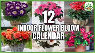 12 Indoor Flower Plants That Bloom According to 12 Months  Flower Bloom Calendar PlantandPlanting [upl. by Leinadnhoj]