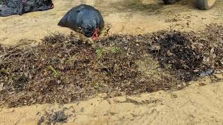 Permaculture Terraced Organic Garden Bed Chicken Tractor mob Grazing Offgrid Family Farm Homestead [upl. by Novek429]