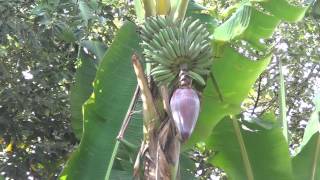 Bananas Grown in Florida USA  REAL USA Ep 16 [upl. by Berliner]