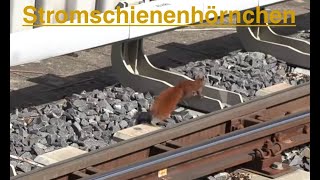 Stromschienenhörnchen [upl. by Paddy]