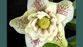 White Hellebores  Collection Of White Folwer Pics [upl. by Arlene444]