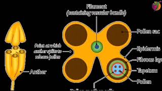 Pollengrains under compound microscopesMicrosporeExine and intine layerCellulose and pectin [upl. by Aicile]