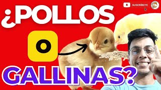 🤯 ¿Que es más RENTABLE Pollos de Engorde O Gallinas Ponedoras 💪🏽 [upl. by Nikolaus]