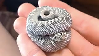 Snakes Can Be Cute Too  Funny Snake Video  Animals Life [upl. by Dream]