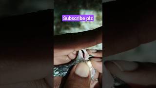 Care pigeon kabootarandakaisedetehain bird kabutar birdspecies kabootar viralvideo [upl. by Enelyak]