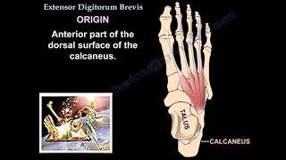 Extensor Digitorum Brevis  Everything You Need To Know  Dr Nabil Ebraheim [upl. by Hillie]