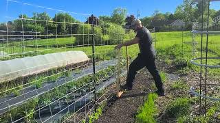 Transplanter les haricots au jardin [upl. by Raine634]