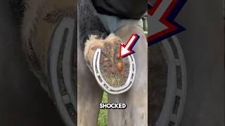 Extremelt satisfying horseshoe cleaning 😱 shorts oddlysatisfying [upl. by Enelyar25]