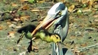 Heron Eats Duckling FYV [upl. by Nan]