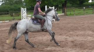 148 Full Connemara Pony For Sale [upl. by Bloom]