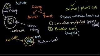 1 virus structure introduction [upl. by Amhsirak]