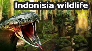 Indonesia wildlife  monster  forest Documentary island [upl. by Berfield]