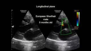 Ventricular septal defect in a cat [upl. by Searby273]