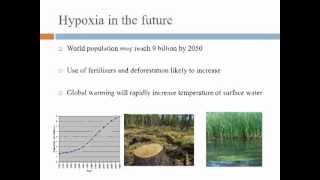 WAS 2013 Paddlefish Session Effects of Hypoxia and Temperature on Oxygen Consumption in Paddlefish [upl. by Assiroc307]