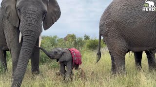 Baby Bull Phabeni Has Created New Dynamics in the Elephant Herd [upl. by Allain]