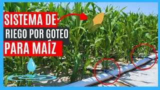 SISTEMA DE RIEGO POR GOTEO PARA CULTIVO DE MAÍZ DISEÑO  ESQUEMA💧🌾 IMCREMENTA TU PRODUCCIÓN📈🌿🌱 [upl. by Sussna]