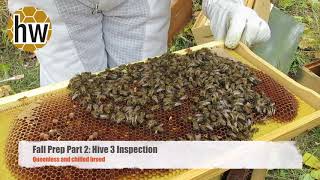 Fall Hive Prep Part 2 Overwintering healthy hives and hive amalgamation [upl. by Eddana]