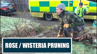 Front Yard Winter Clearout  How To Prune Rose And Wisteria  Flowerbed Clear Out Part 2 [upl. by Blessington]