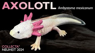 Collecta ® Axolotl Ambystoma mexicanum 2024 Review amp Wissen to go [upl. by Downes485]