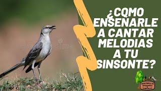 ¿COMO ENSEÑAR A CANTAR MELODIAS A TU SINSONTE  CENZONTLE [upl. by Olnek]