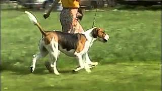 Foxhound Overview  AKC Dog Breed Series [upl. by Hirai]