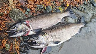 Bank Fishing Washington Coho Salmon w Dick Nite Vibrax  Bobber amp Eggs [upl. by Kcirdaed]