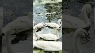 The Mute Swan Family A Symbol of Love and Beauty 🦢🦢🦢2024 [upl. by Alejna]