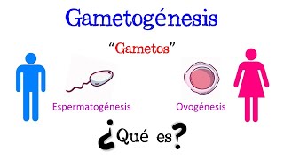 💥 ¿Qué es la Gametogénesis 💥 Fácil y Rápido  BIOLOGÍA [upl. by Chan]