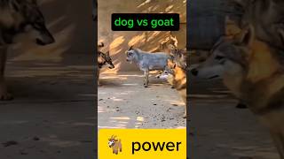 Dog vs goat 🐐fightanimal dogfight viralshorts [upl. by Rojas905]