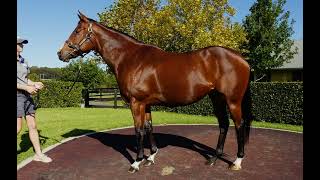 2024 Inglis Chairmans Sale  LOT 38  SOLAIA [upl. by Assenab]