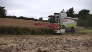 Raps dreschen Claas Lexion 470 [upl. by Pleione283]