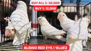 Albino Red Eye and Cremino Best Pairings 20242025 Stability in Rates💵 [upl. by Mauldon594]