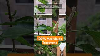 Mealybugs Treatment  100 Effective Way shorts gardentips garden [upl. by Copland]