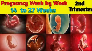 Pregnancy Week by Week  14 to 27 Weeks  Fetal Development [upl. by Remoh790]