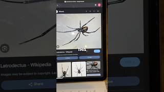 BUYING A BLACK WIDOW SPIDER ONLINE🕷️ shorts [upl. by Muire]